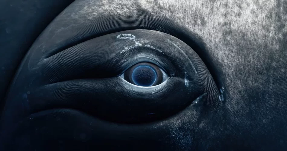 2025 un world oceans day photo competition 16.jpg چی تو وب