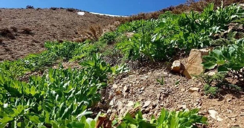 2199025 109 چی تو وب