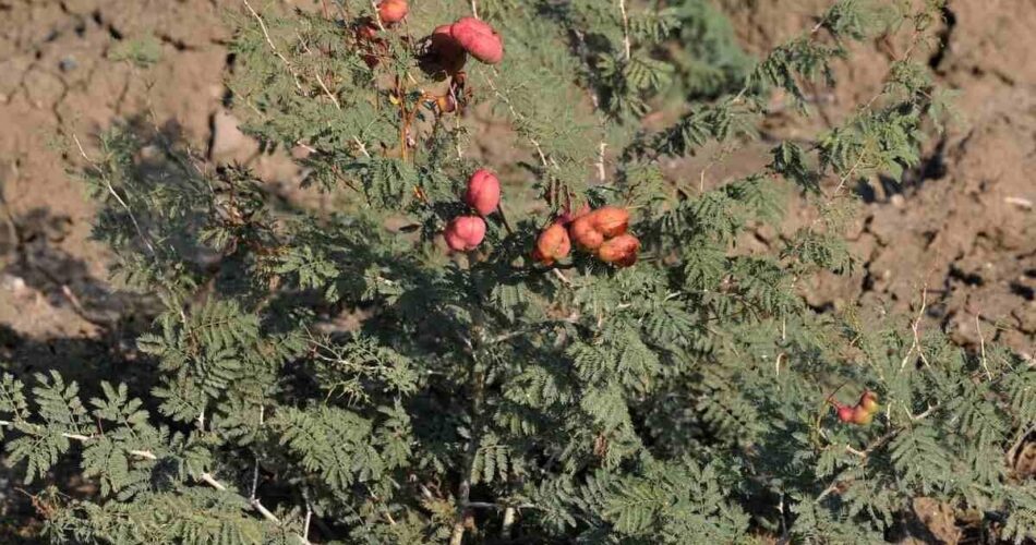 2199564 787 چی تو وب