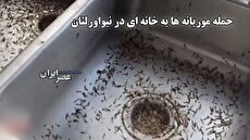 حمله وحشتناک موریانهها به خانهای در حومه نیواورلئان (فیلم) 1 2200656 815 چی تو وب