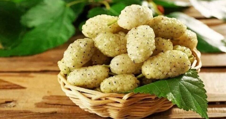با خوردن این میوه افسرده نمیشوید 1 2201792 782 چی تو وب