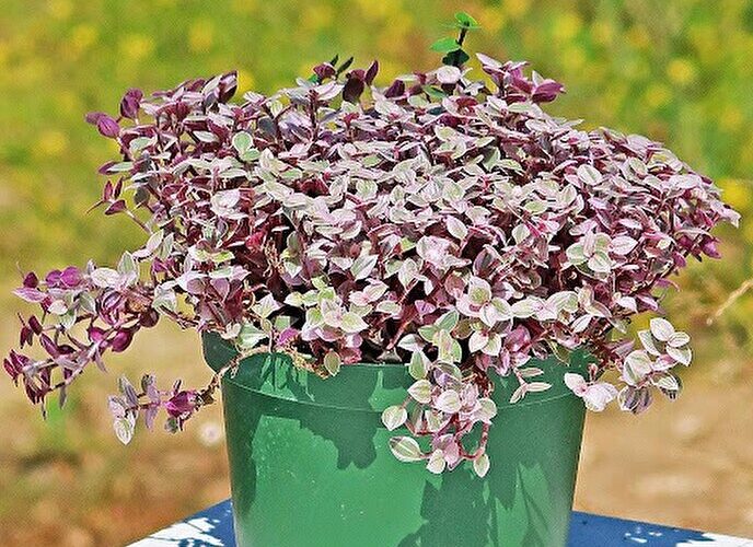 2202452 161 چی تو وب