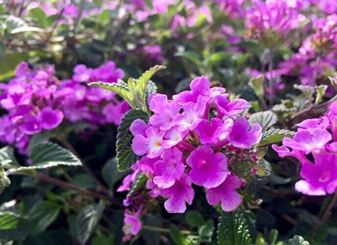 روش کاشت؛ نگهداری و پرورش گیاه شاه پسند 1 2207468 297 چی تو وب